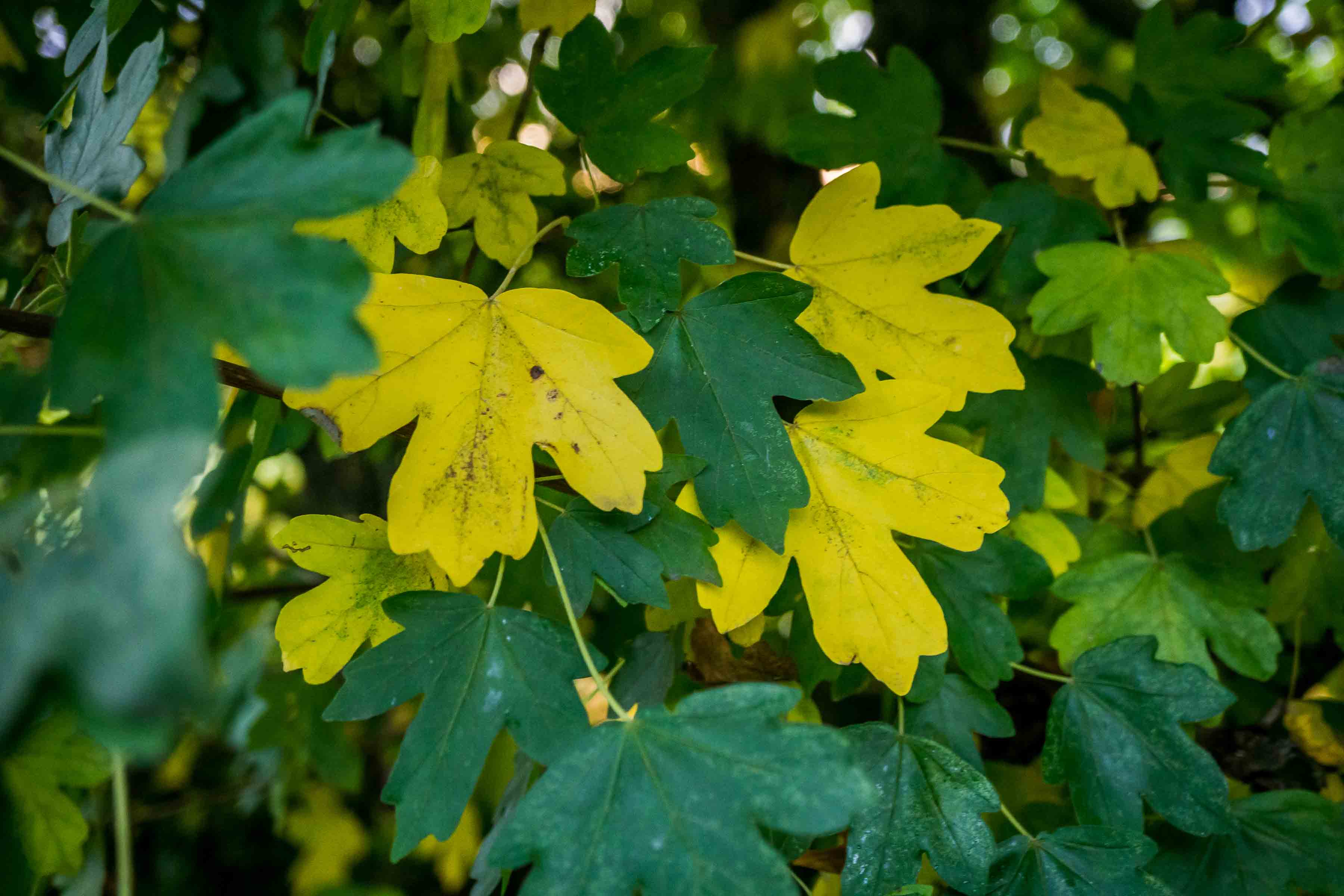 Field maple leaves turning from green to yellow