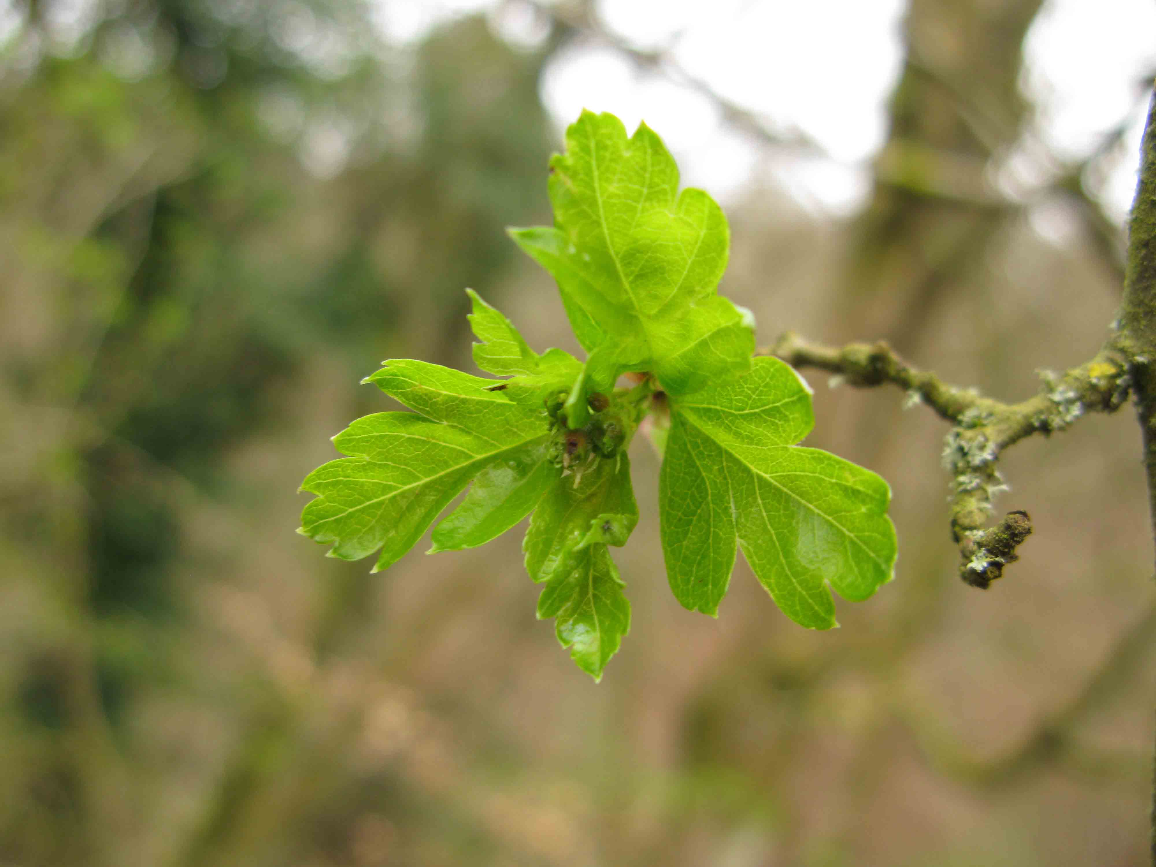 Hawthorn leaves starting to grow