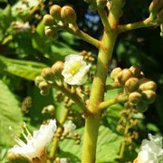 Horse chestnut - First flowering