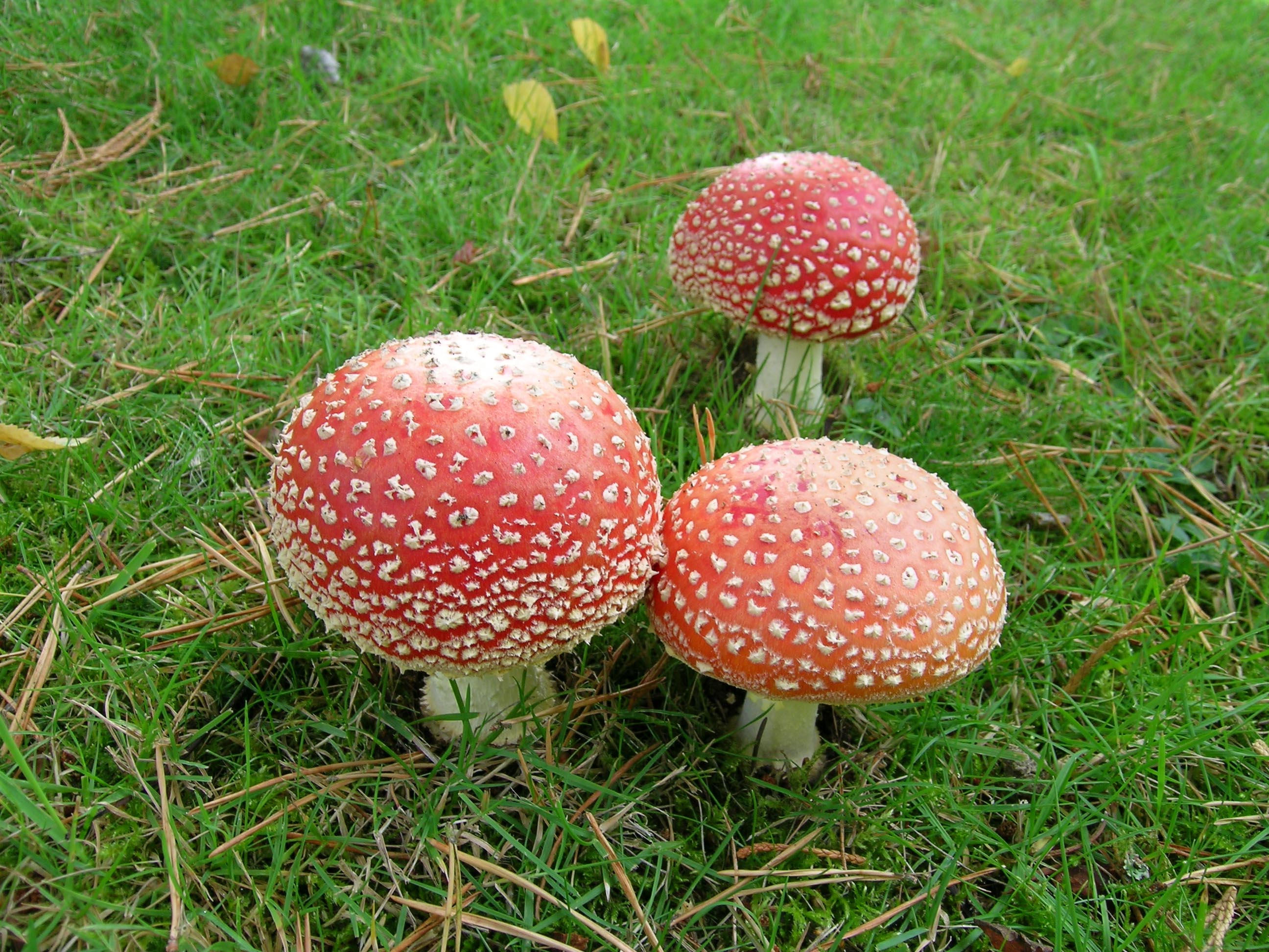 Fly agaric growing among grass