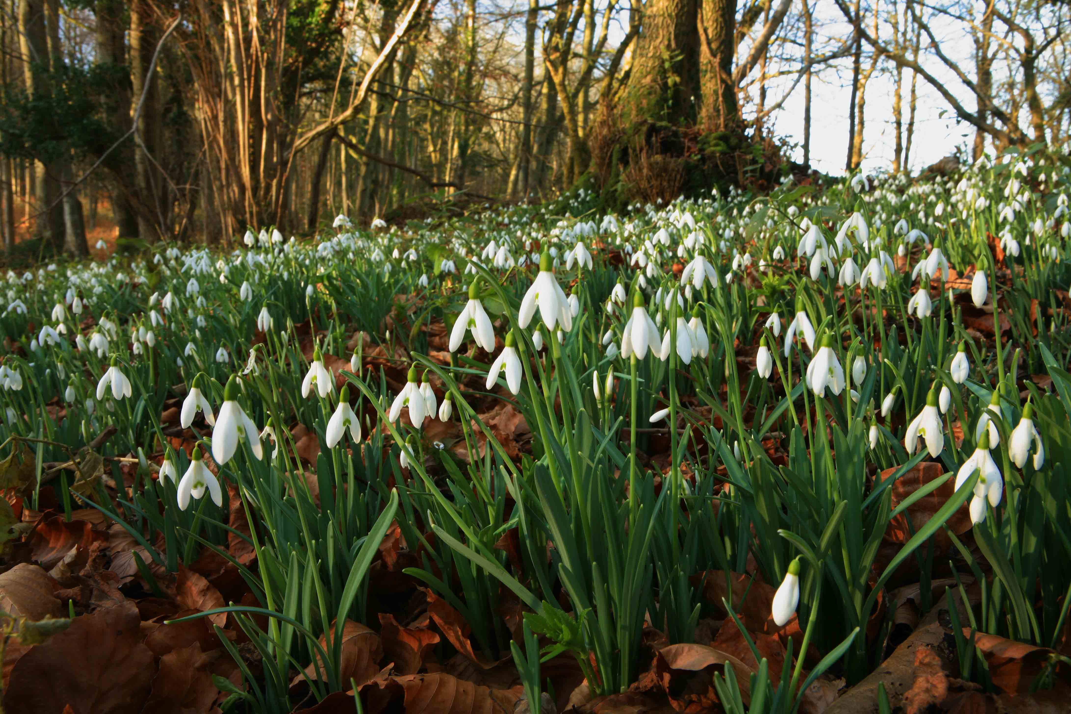 Snowdrop flowers in a forest