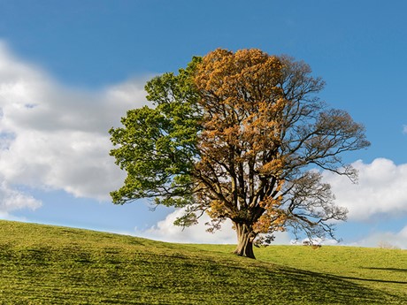 The summer, autumn and winter effect on a single tree 