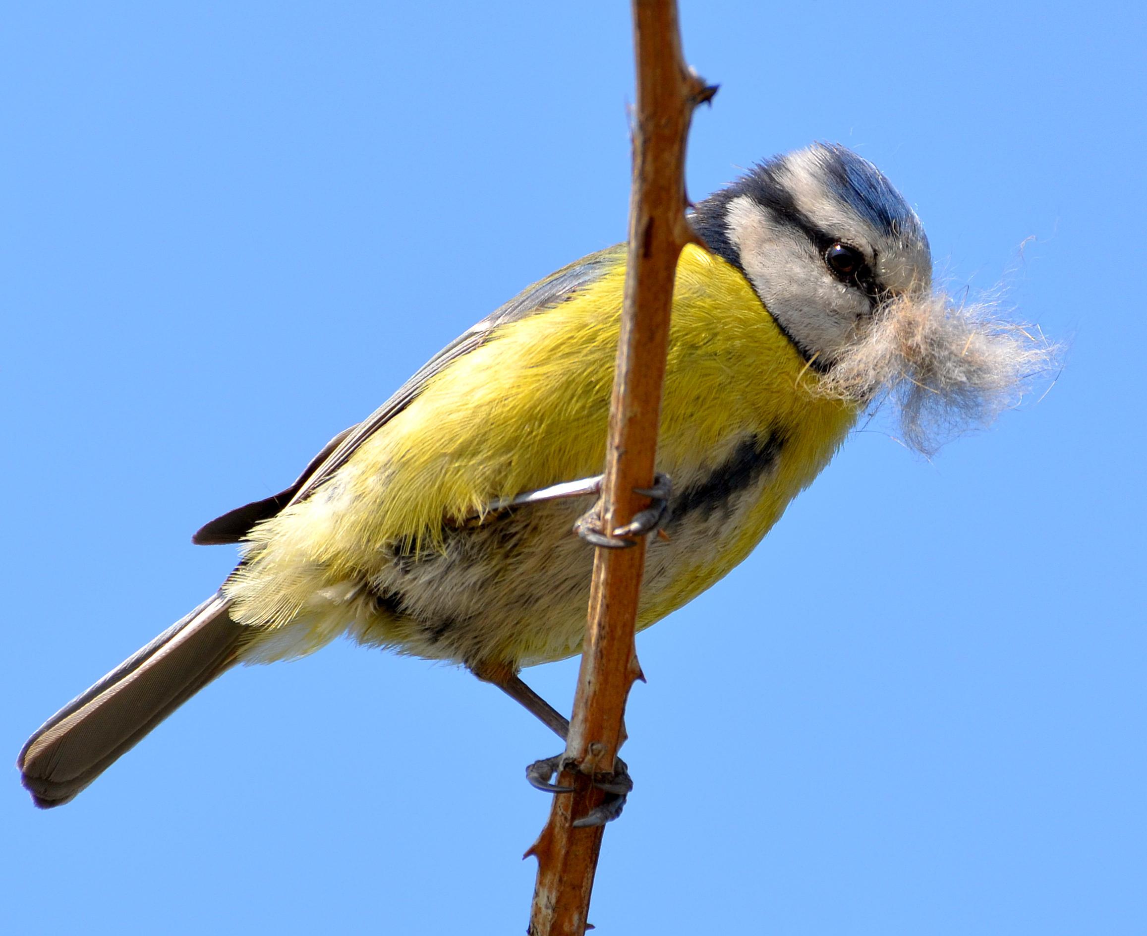 A blue tit with nesting material