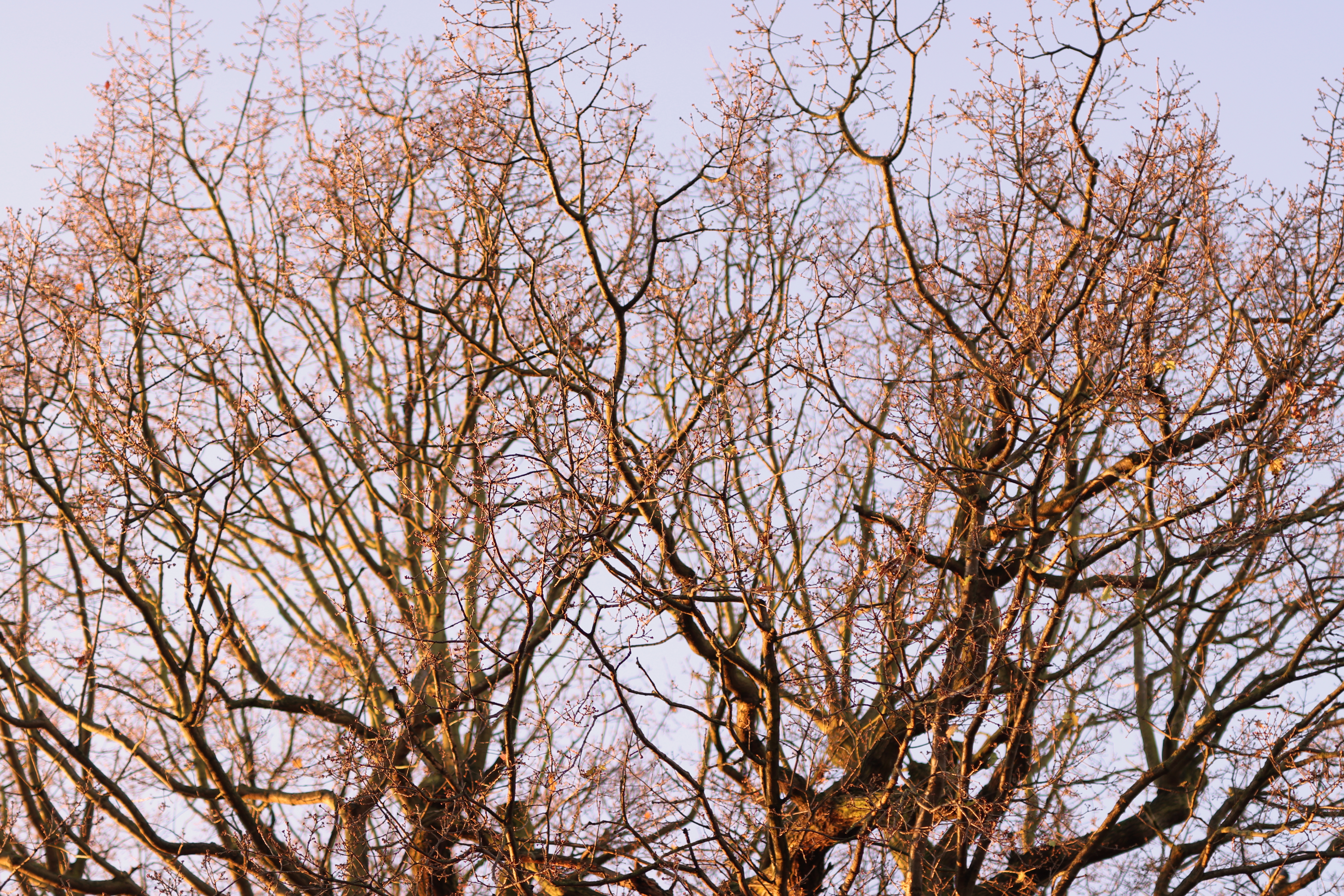 The bare winter branches of the top of an oak tree canopy