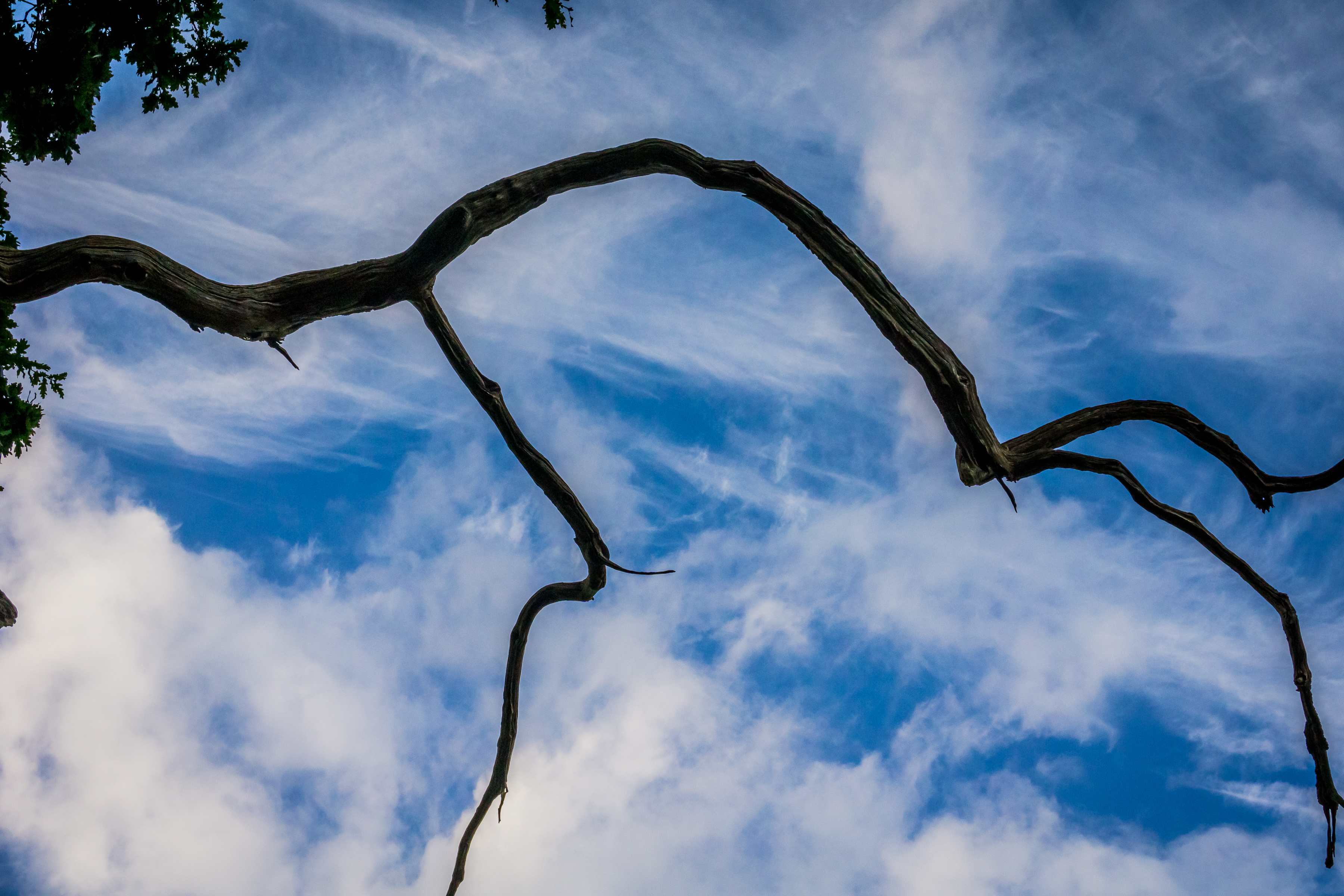 a dead branch against a bright blue sky