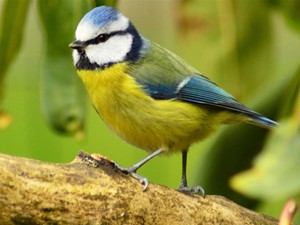 Not to be confused with - Blue tit