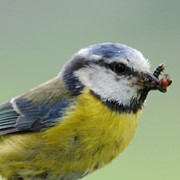 Blue tit - First feeding young