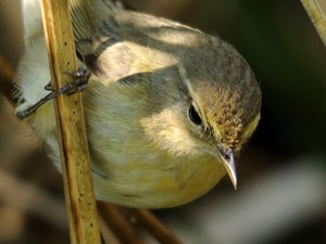 Not to be confused with - Chiffchaff