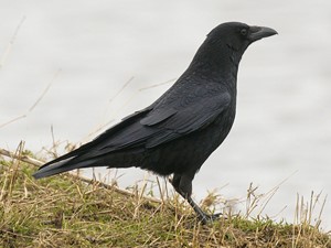 Not to be confused with - Carrion crow