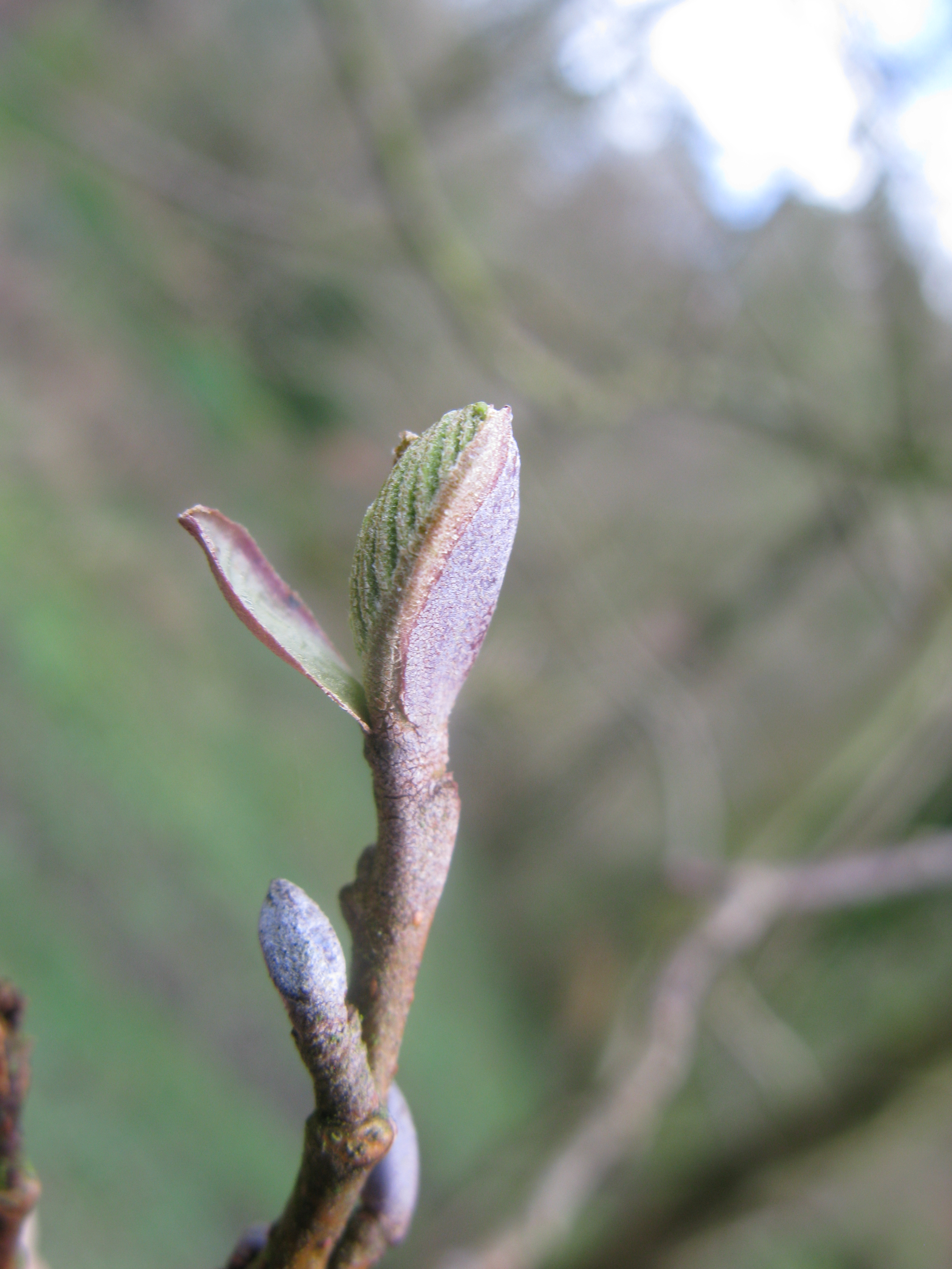 Photograph of alder budburst