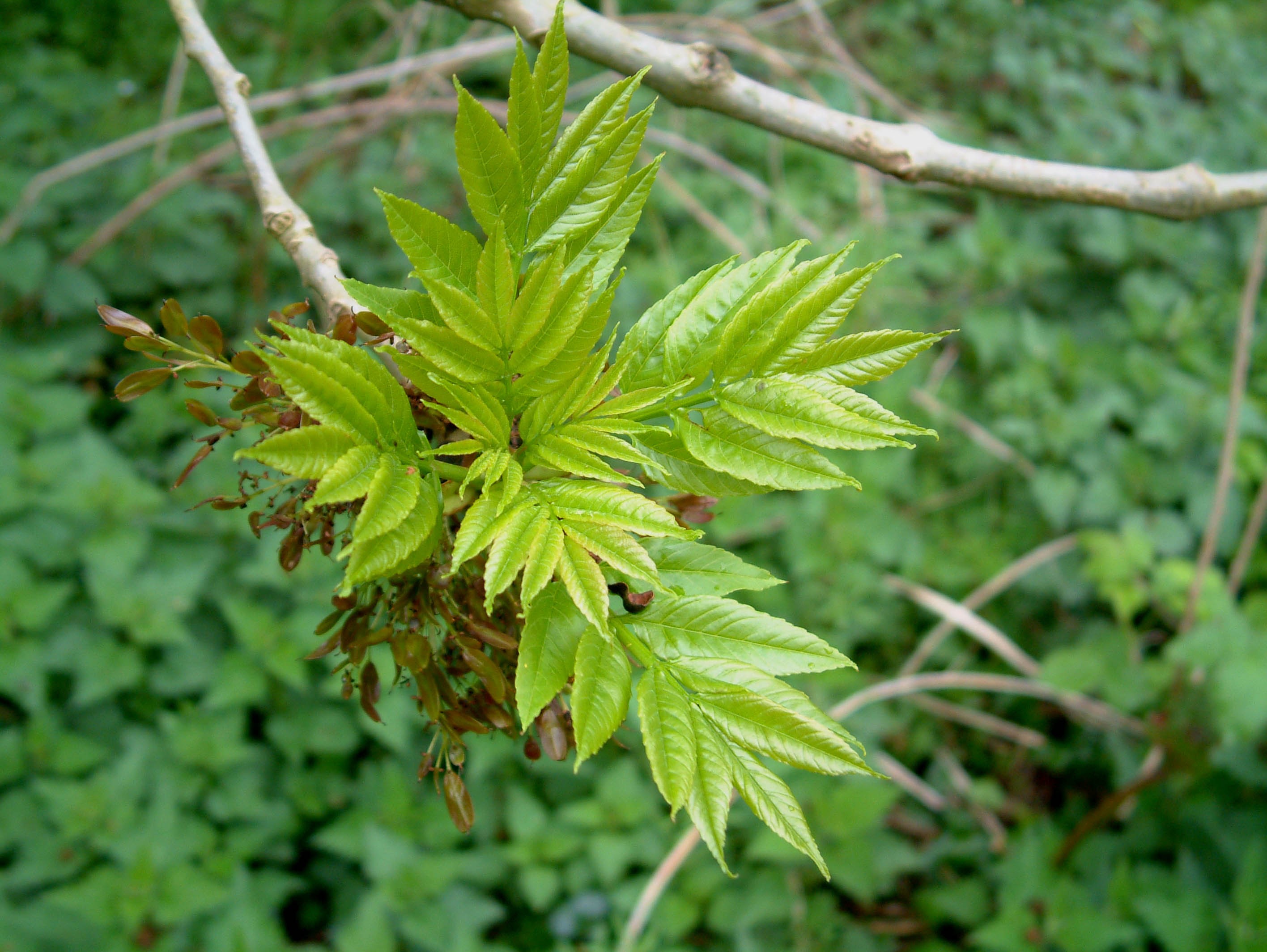 Photograph of ash first leaf