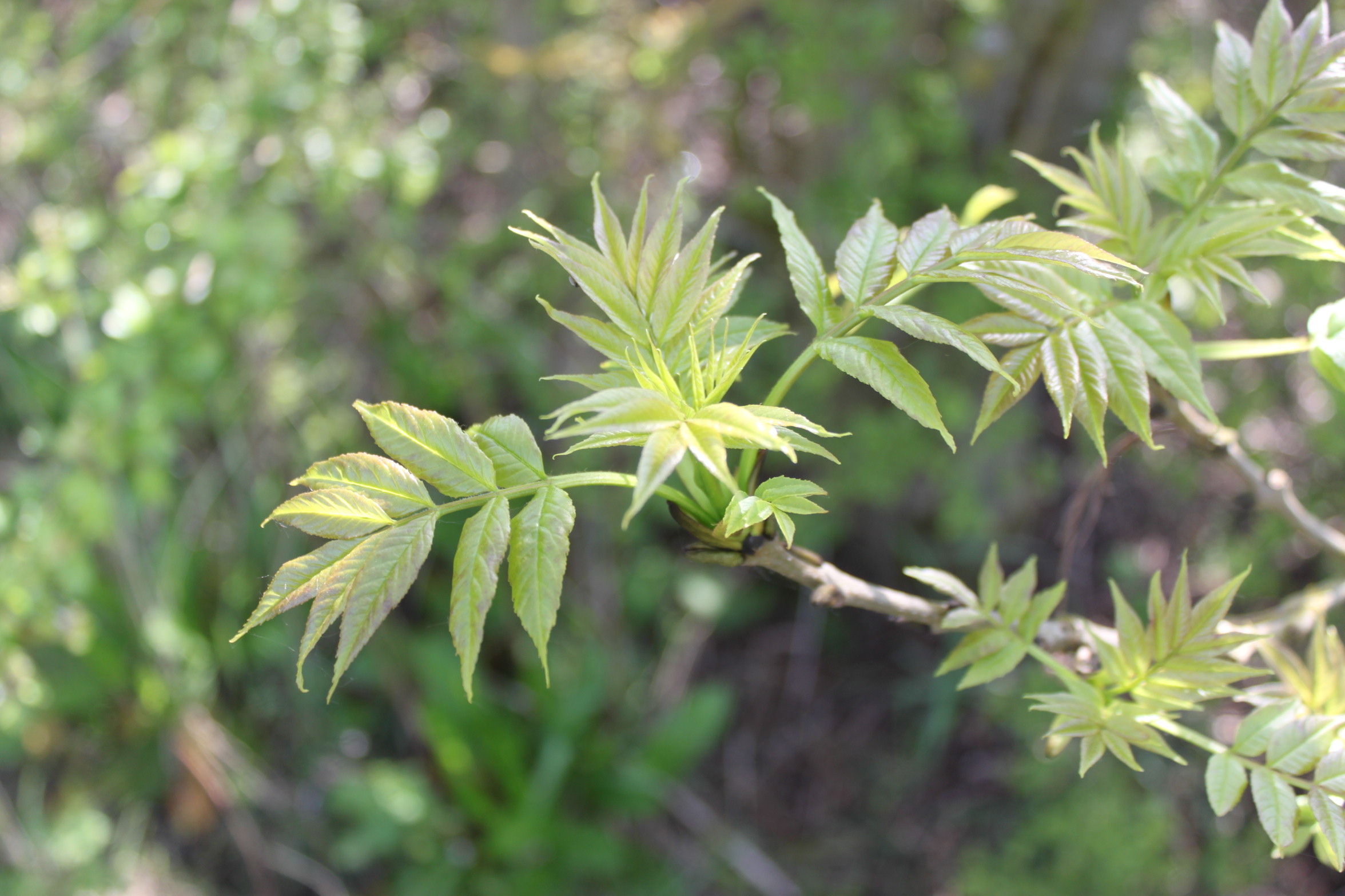 Photograph of ash first leaf too late