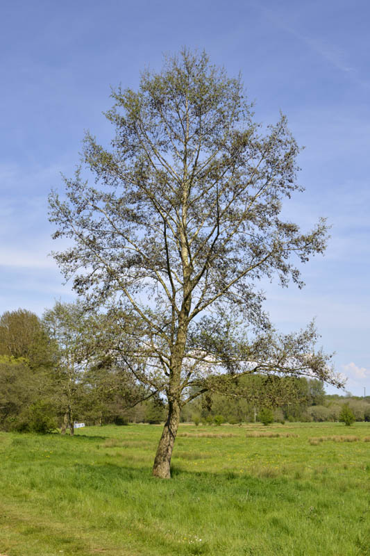Photograph of alder in spring