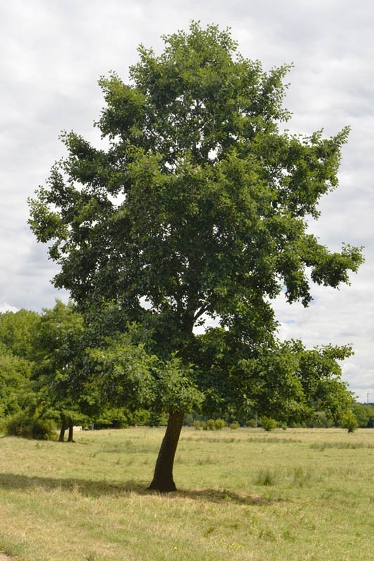 Photograph of alder in summer