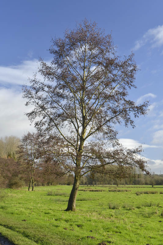 Photograph of alder in winter