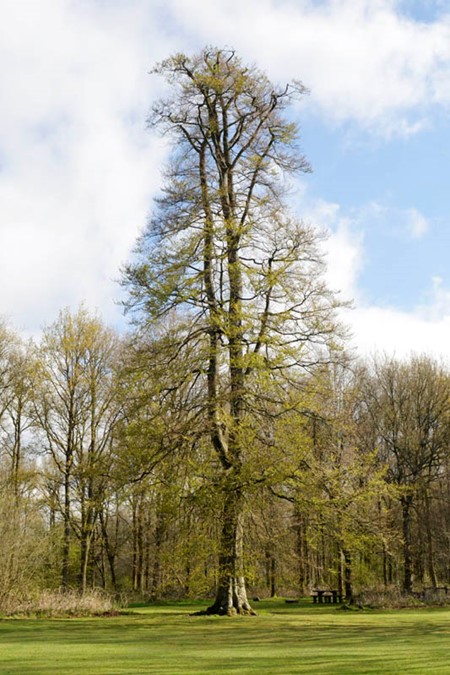 Photo of beech in spring