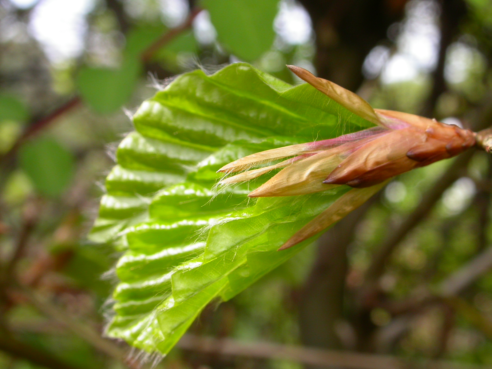 Beech first leaf too early 