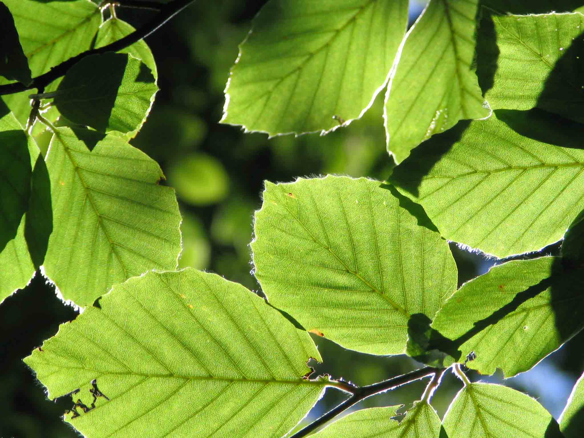 Beech first leaf too late 