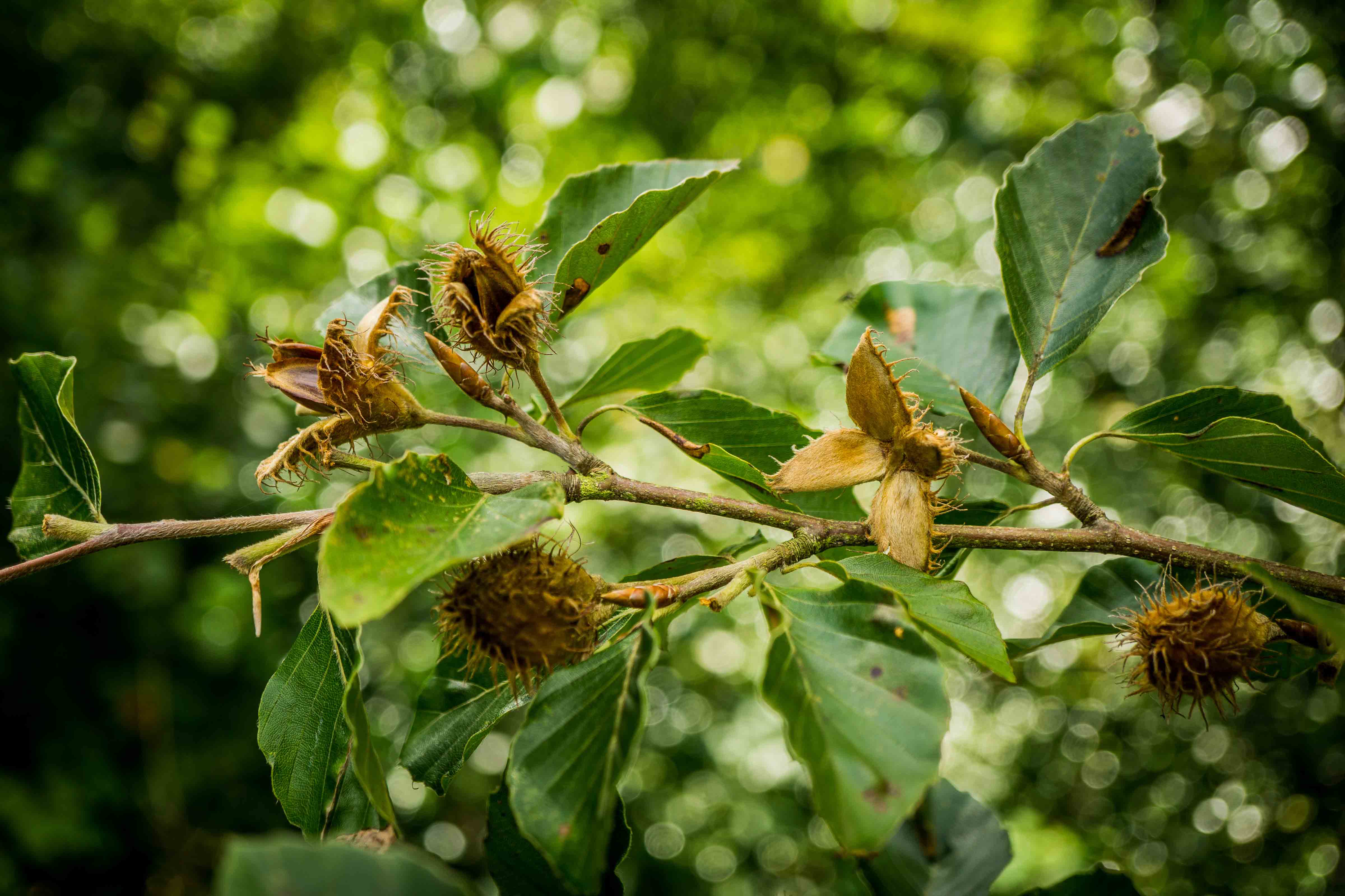 Beech with ripe fruit 