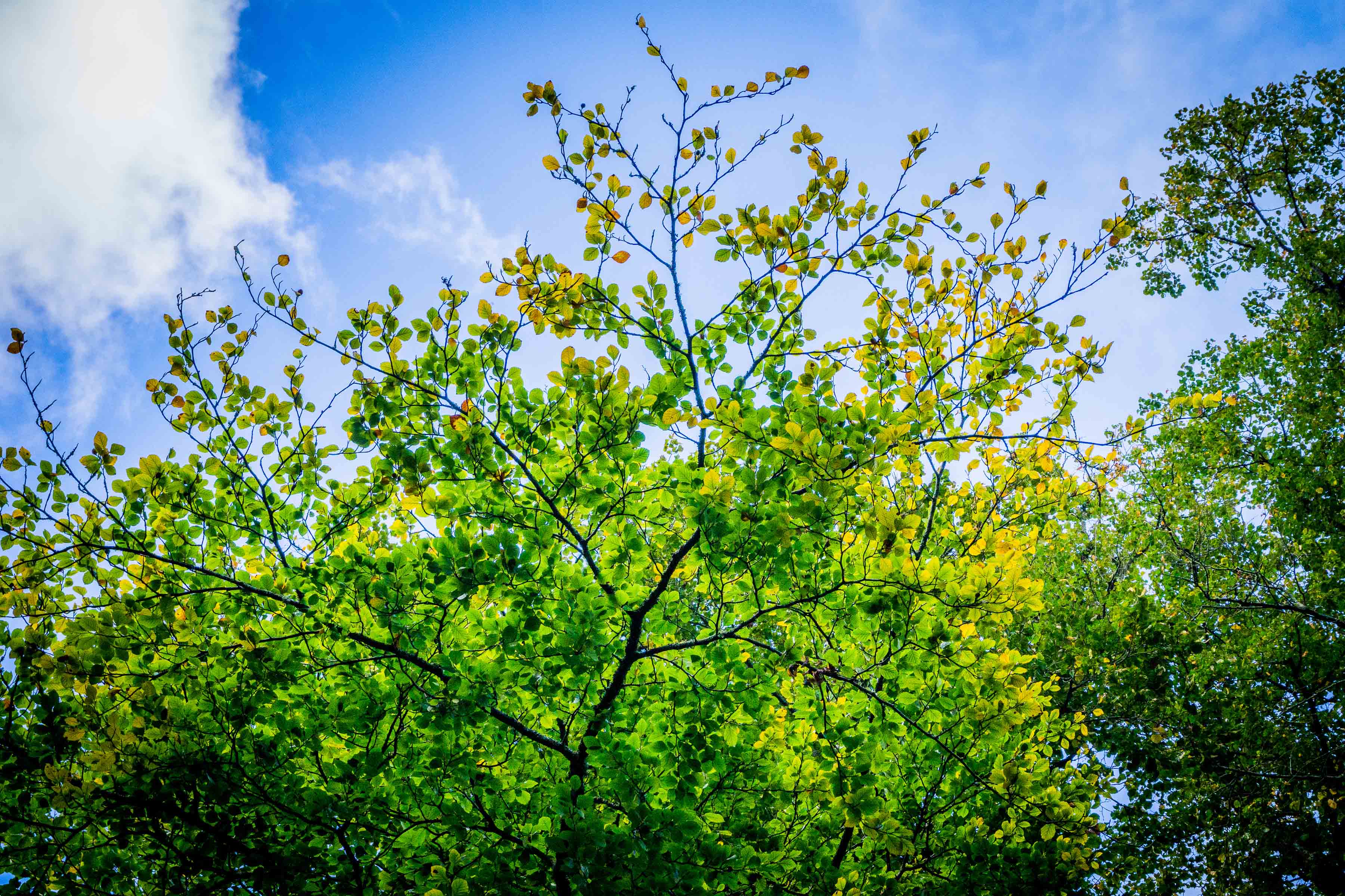 Beech tree loosing it's leaves 