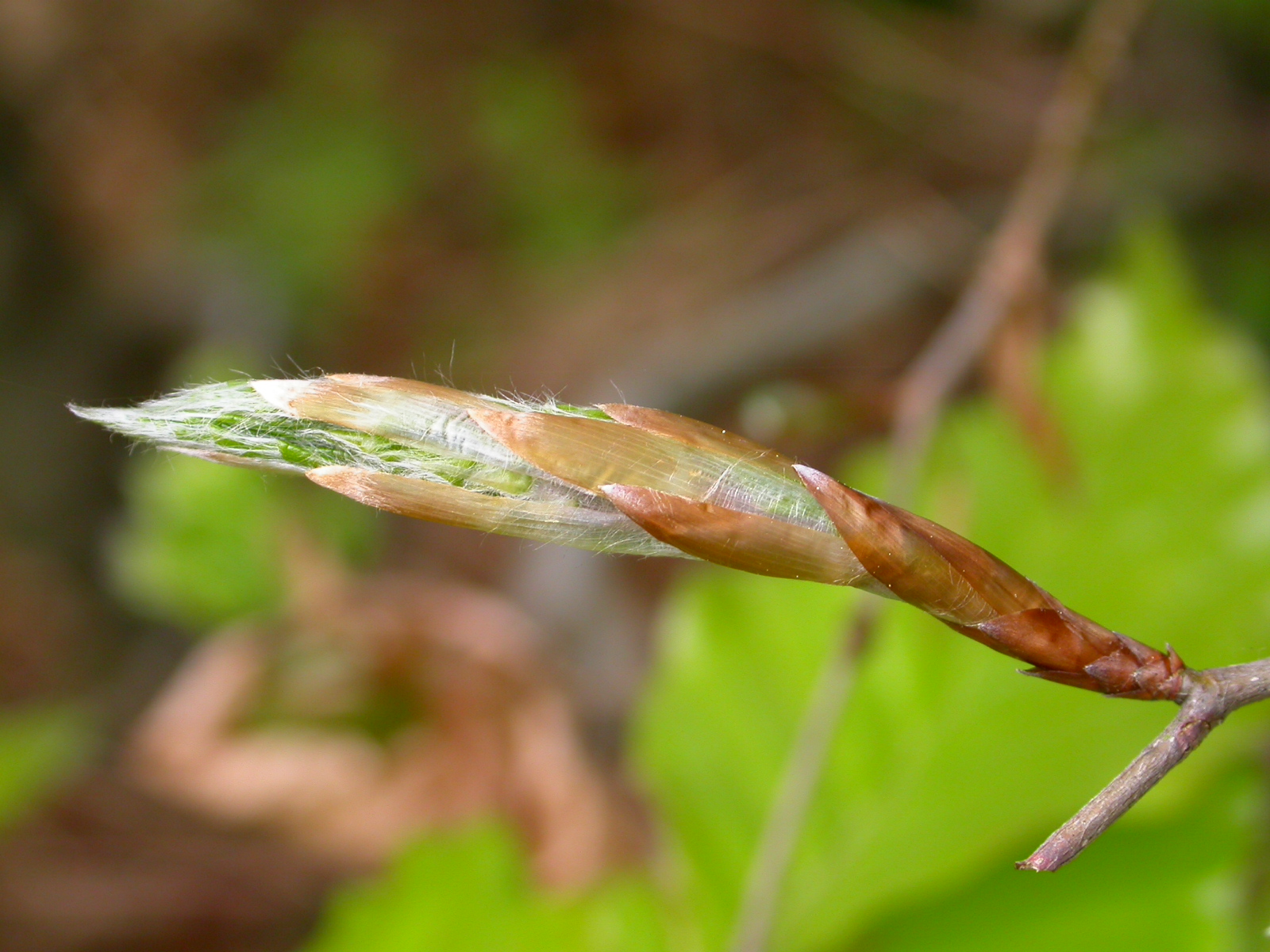 Beech budburst