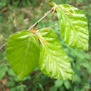 First leaf