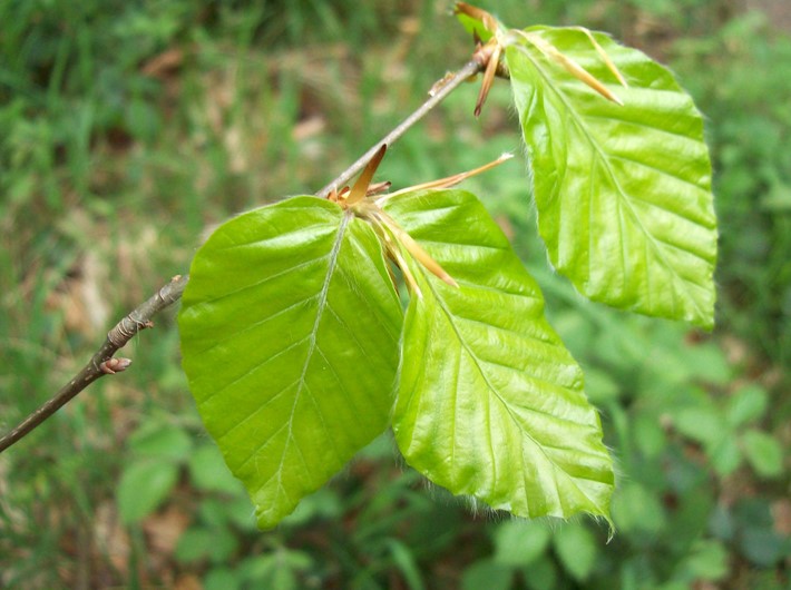 Beech first leaf