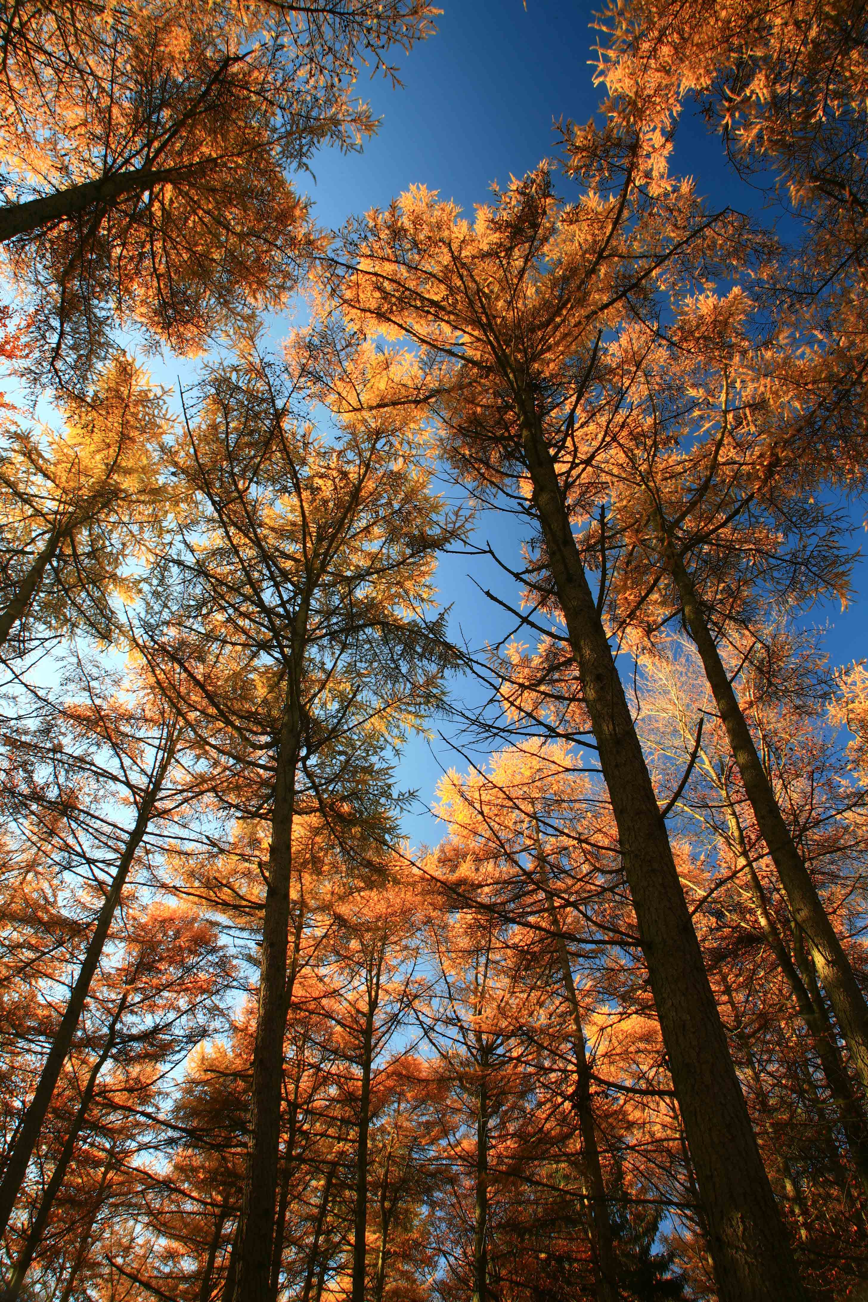 Photo of European larch in autumn