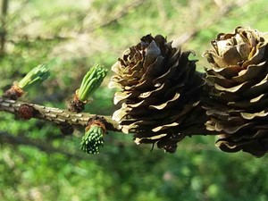 Not to be confused with - Japanese larch