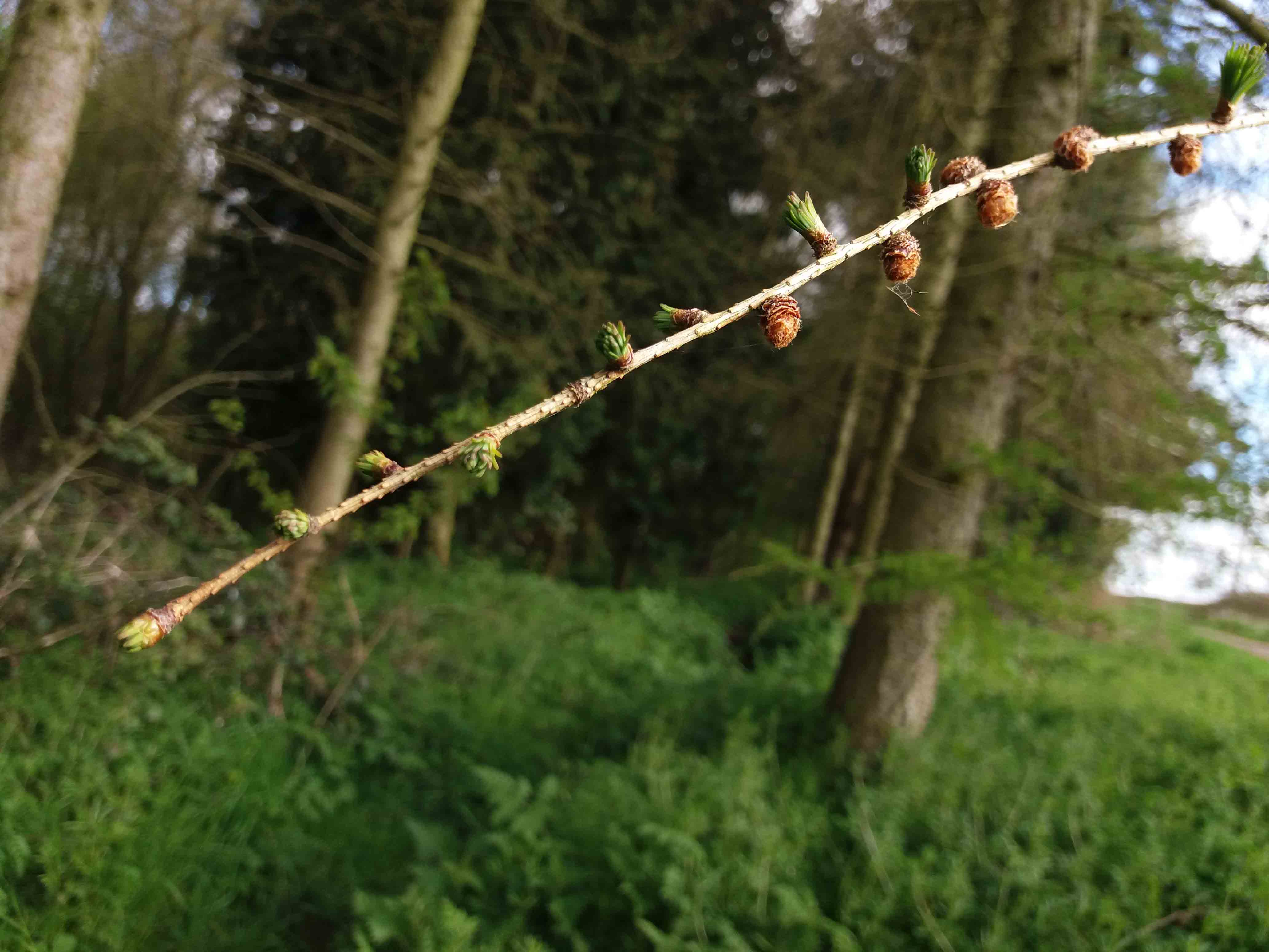 European Larch budburst 