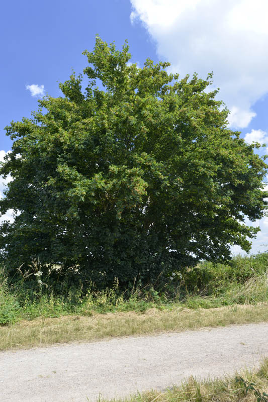 Photo of field maple in summer