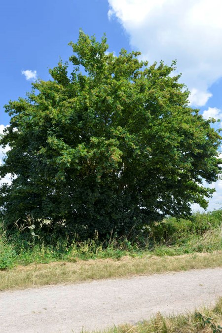 Photo of field maple in summer