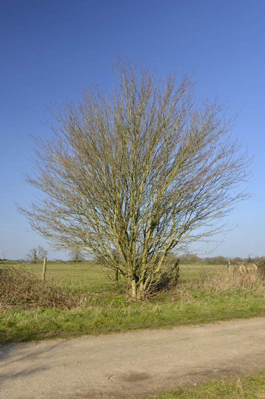 Photo of field maple in winter