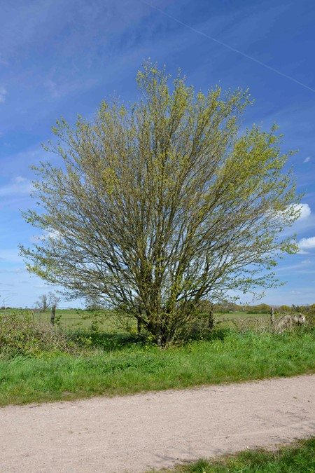 Photo of field maple in spring