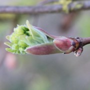 Field maple with budburst that is too late 