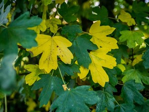 Not to be confused with - Field maple