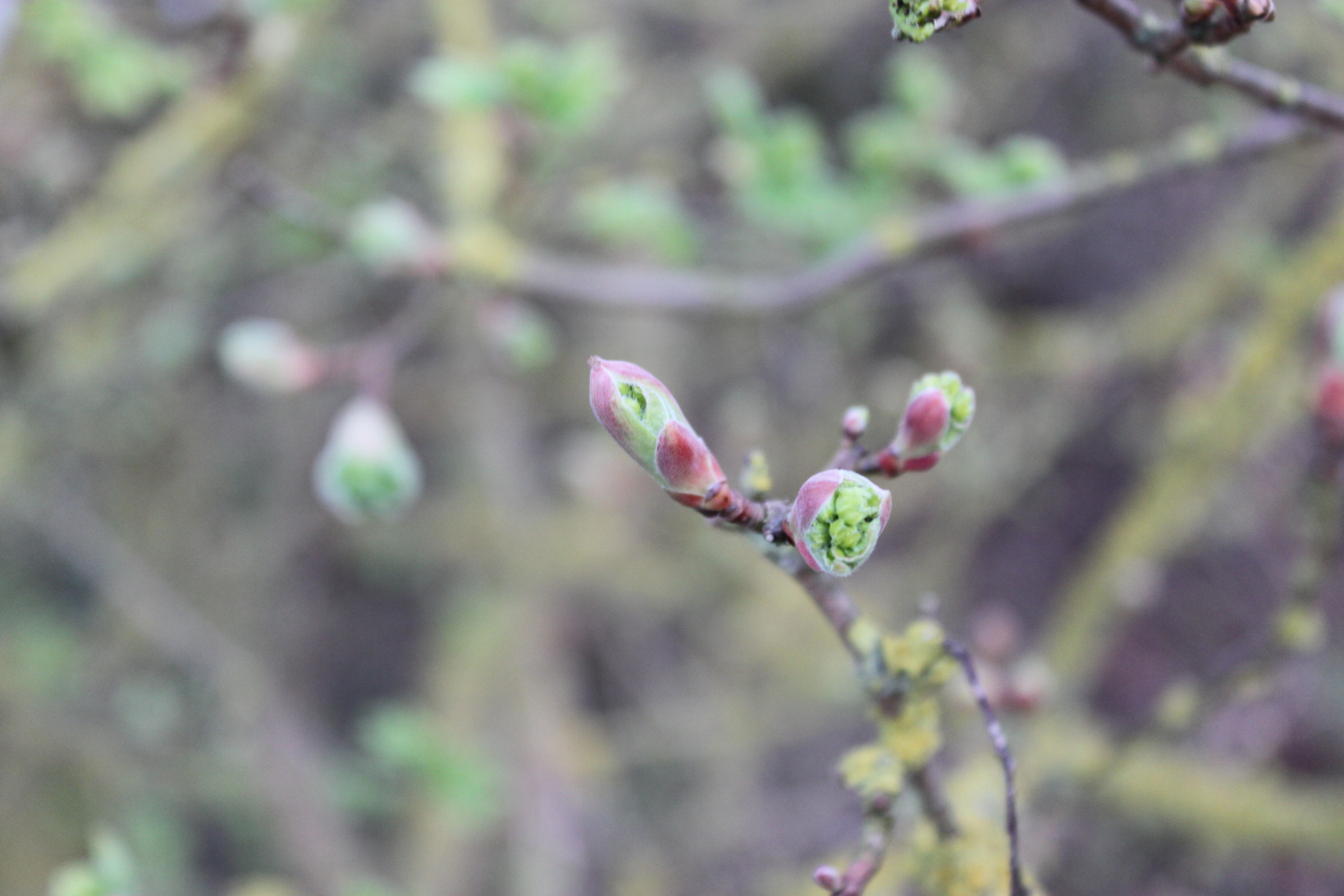 Budburst