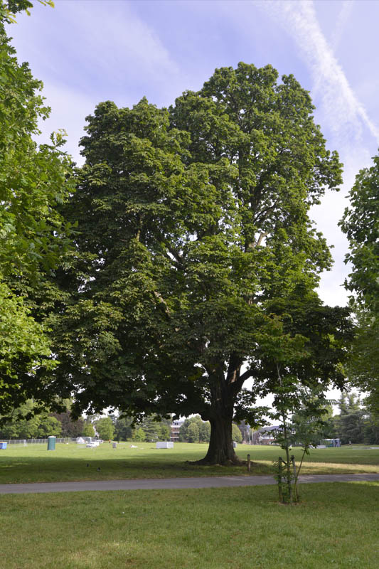 Photo of horse chestnut in summer