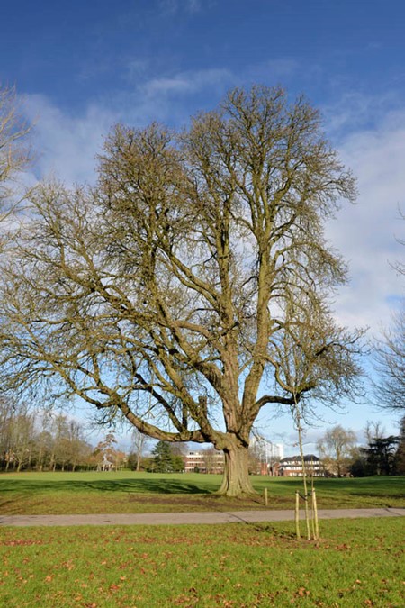 Photo of horse chestnut in winter