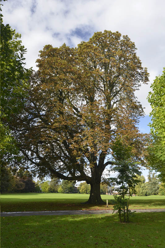Photo of horse chestnut in autumn