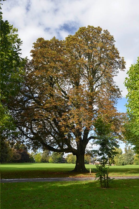 Photo of horse chestnut in autumn
