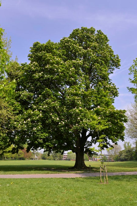 Photo of horse chestnut in spring
