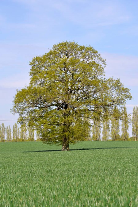 Photo of pedunculate oak in spring