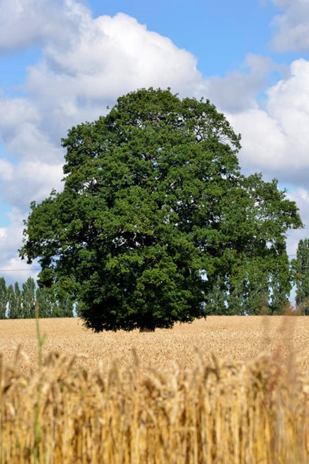 Photo of pedunculate oak in summer