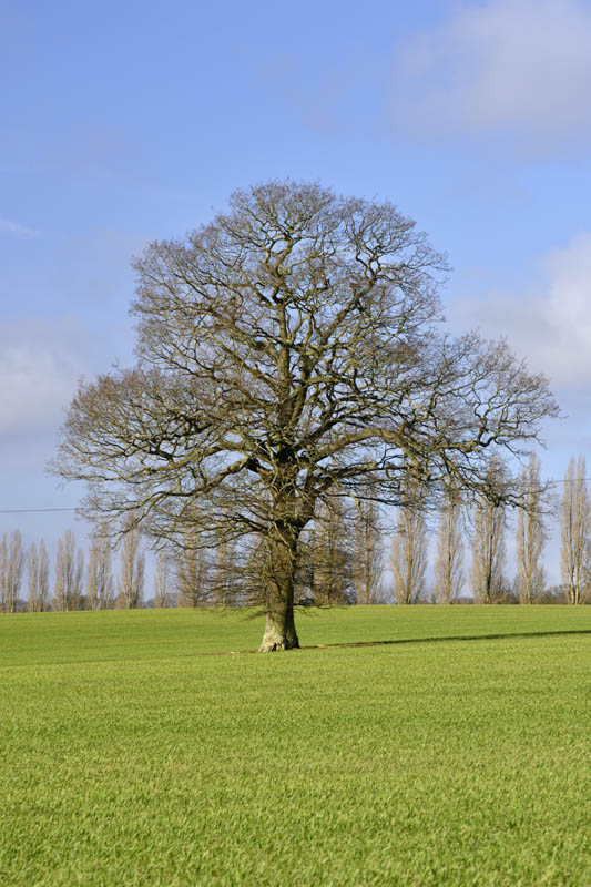 Photo of pedunculate oak in winter