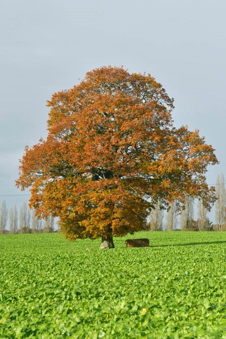 Photo of pedunculate oak in autumn