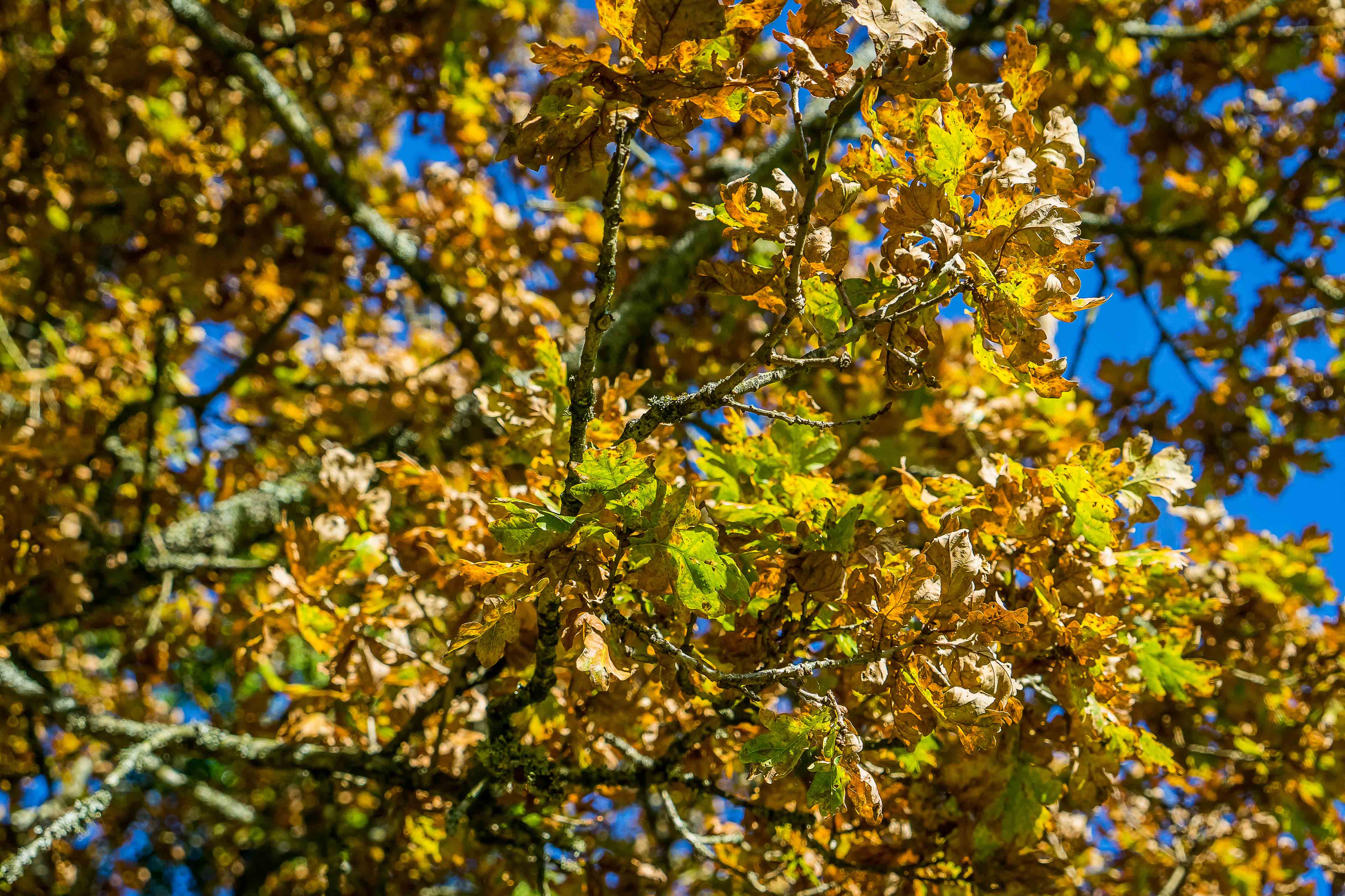 Brown leaves on oak tree in autumn