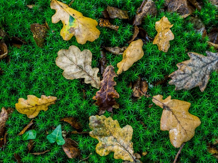 oak leaves on moss
