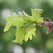 Sessile oak first leaf too early 