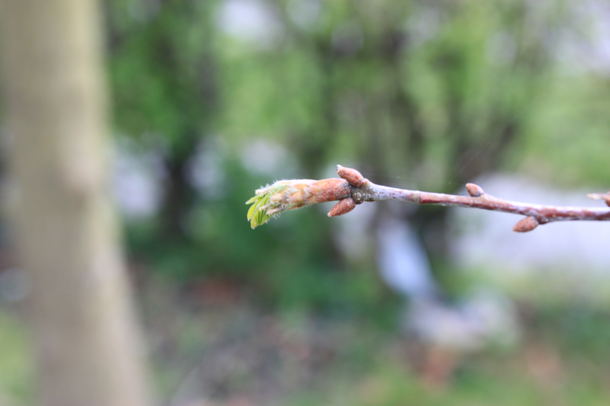 Sessile oak budburst 